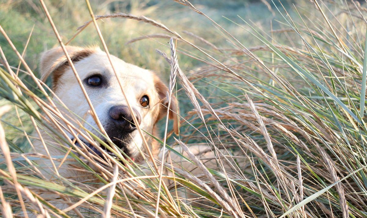 Granne beim Hund