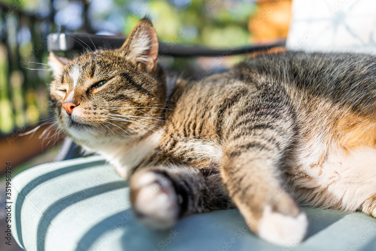 Katze liegt in der Sonne.