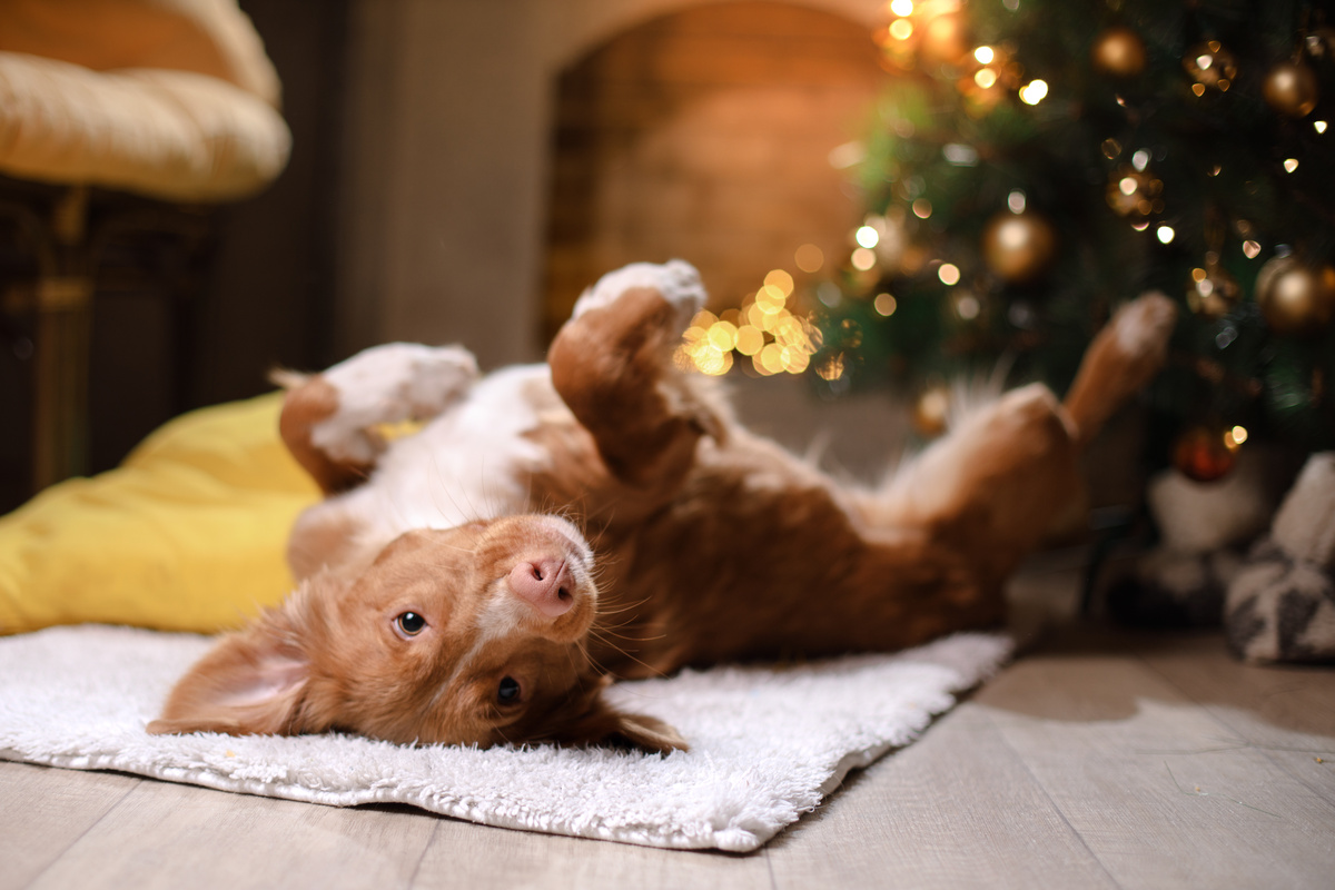 Hund in Weihnachten