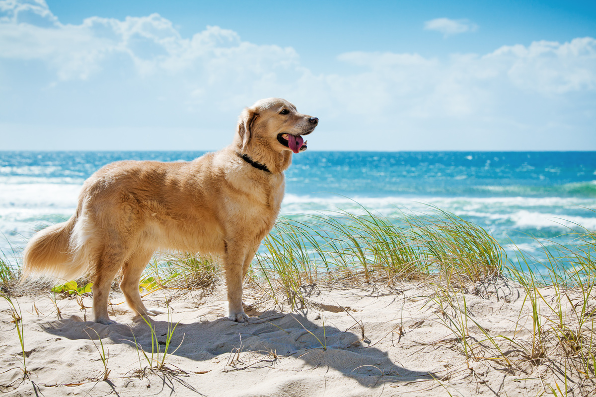 Hunde im Strand