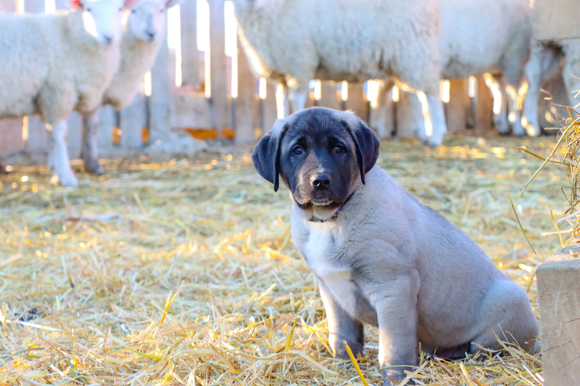 Kangal Welpe