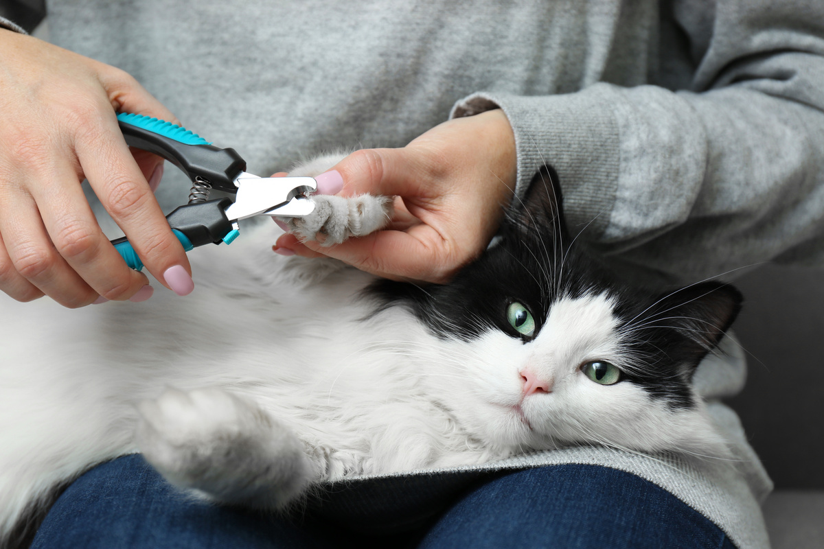 krallen schneiden bei Katze