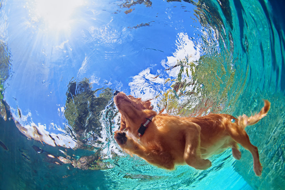 Urlaub_mit_Hund_-_Hund_im_Wasser