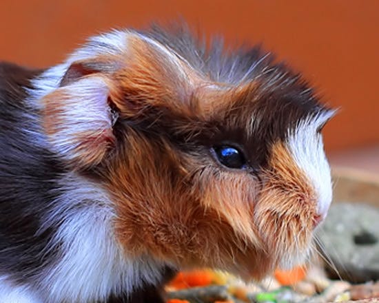 Mangelerscheinungen bei Meerschweinchen