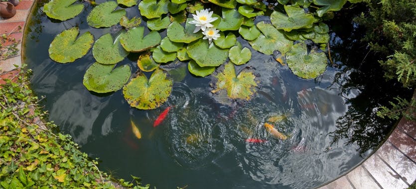 Grundlagen zur Teichfischhaltung