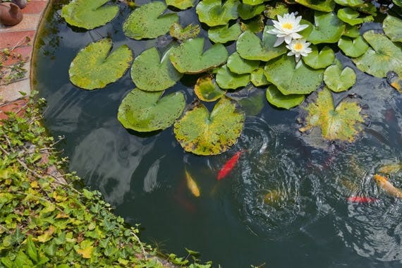 Grundlagen zur Teichfischhaltung