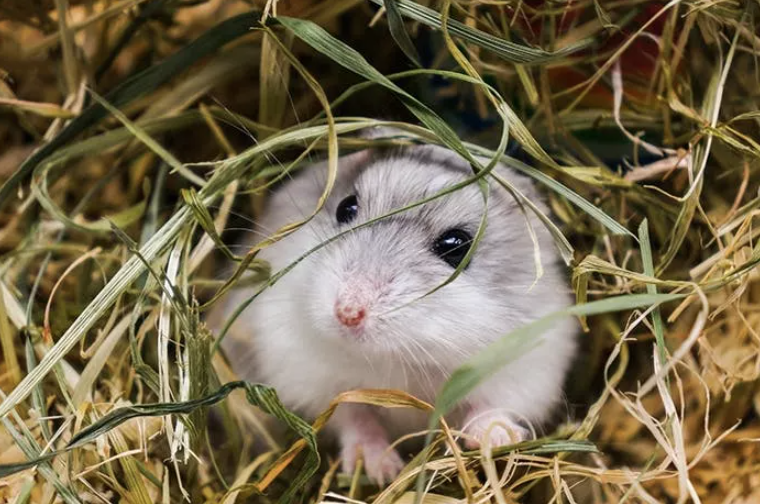 Erstausstattung Hamster