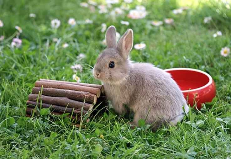 Erstausstattung für Kaninchen