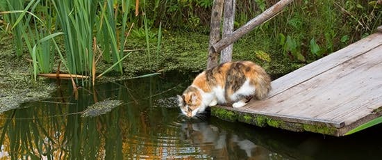 Frisches_Wasser_für_Katzen