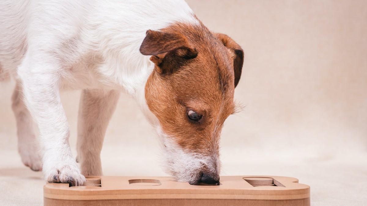 Intelligenzspielzeug für Hunde