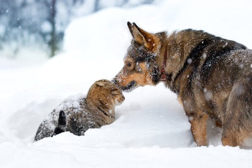 Hunde- & Katzenbesitzer