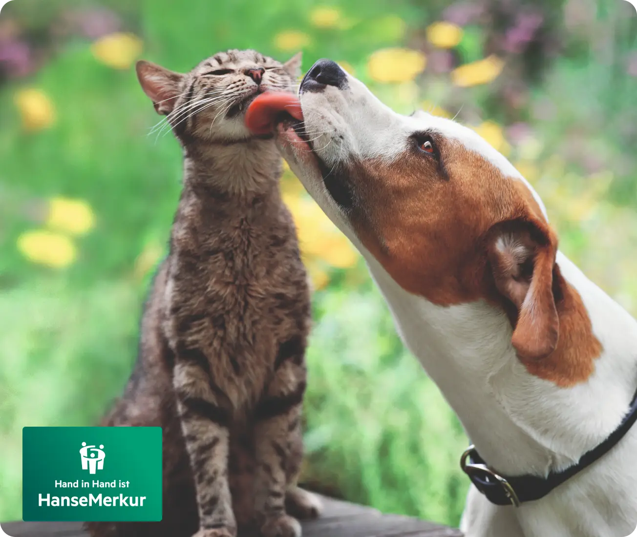 Tierversicherung Katze und Hund